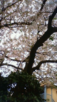 ご近所桜.JPG