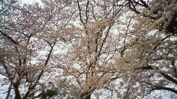 桜♪.JPG